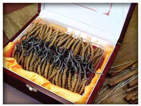 万冲镇冬虫夏草回收